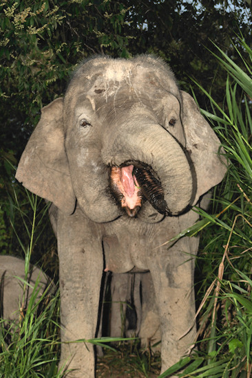 BorneoPigmyElephant_Sukau_0254 (72)_m.jpg